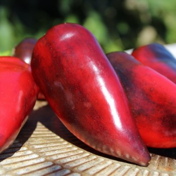 Neu! Paprika Jugo (freilandgeeignet) (Samen)