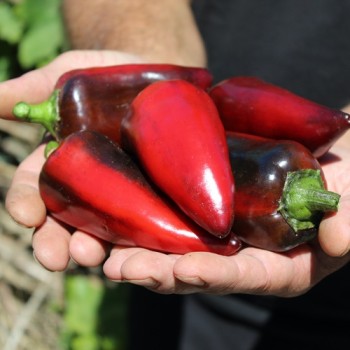 Neu! Paprika Jugo (freilandgeeignet) (Samen)