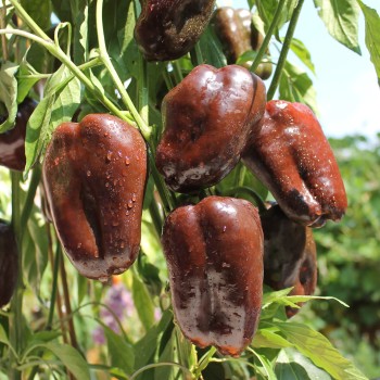 Paprika Karamel (Samen)