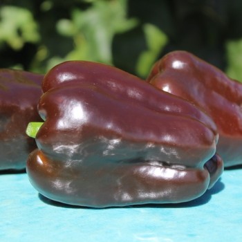 Paprika Karamel (Samen)