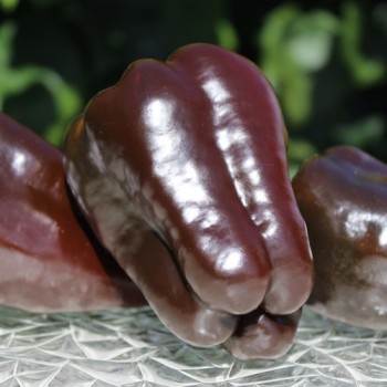 Paprika Karamel (Samen)