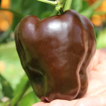 Paprika Karamel (Samen)