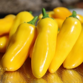 Neu! Paprika Lemon Dream (freilandgeeignet) (Samen)