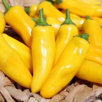 Neu! Paprika Lemon Dream (freilandgeeignet) (Samen)
