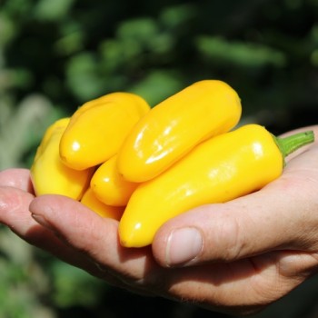 Neu! Paprika Lemon Dream (freilandgeeignet) (Samen)