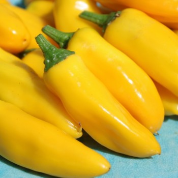 Neu! Paprika Lemon Dream (freilandgeeignet) (Samen)