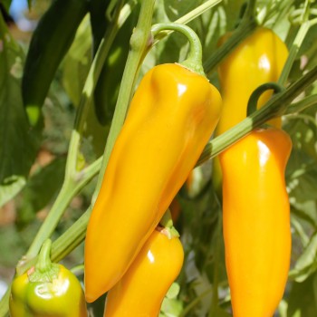 Paprika Marconi Golden (Samen)
