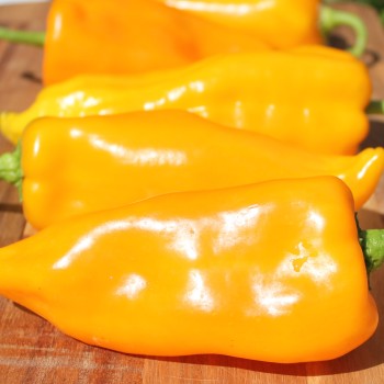 Paprika Marconi Golden (Samen)