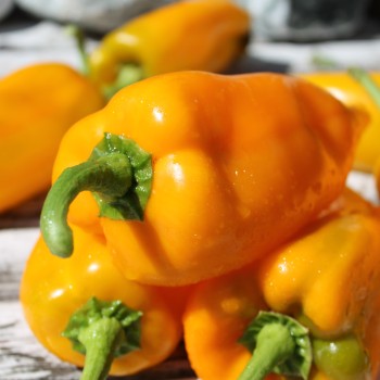 Paprika Marconi Golden (Samen)