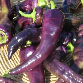 Paprika Marconi Purpur  (Samen)