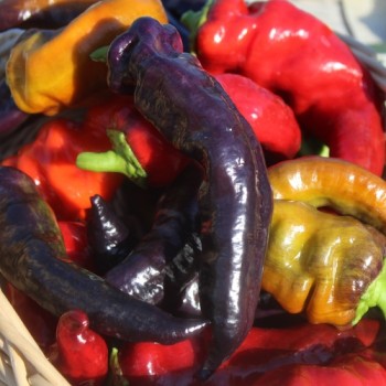 Paprika Marconi Purpur  (Samen)