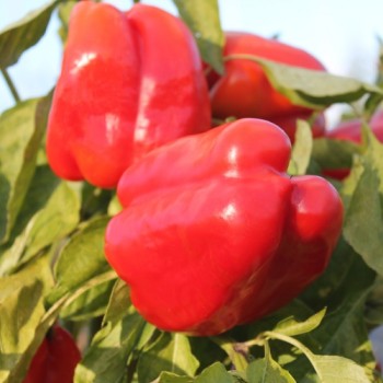 Paprika Neusiedler Ideal (Freilandsorte) (Samen)
