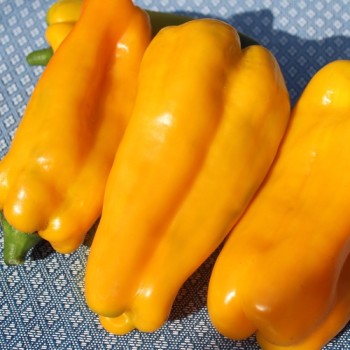 Neu! Paprika Nocera Giallo (Samen)