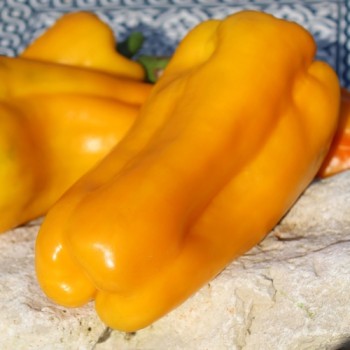 Neu! Paprika Nocera Giallo (Samen)