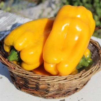 Neu! Paprika Nocera Giallo (Samen)
