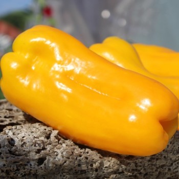 Neu! Paprika Nocera Giallo (Samen)