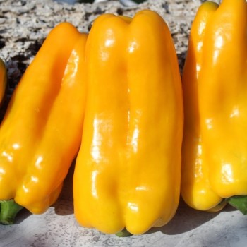 Neu! Paprika Nocera Giallo (Samen)
