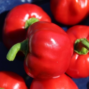 Paprika Nora (Samen)