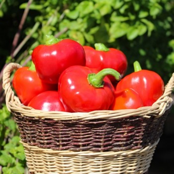 Paprika Nora (Samen)