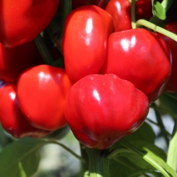 Paprika Nora (Samen)