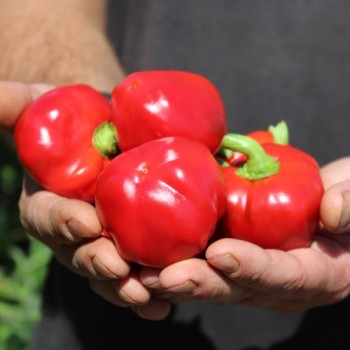 Paprika Nora (Samen)