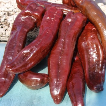 Neu! Paprika Palermo Brown (Samen)