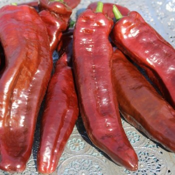 Neu! Paprika Palermo Brown (Samen)