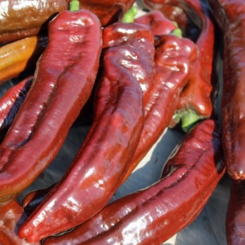 Neu! Paprika Palermo Brown (Samen)