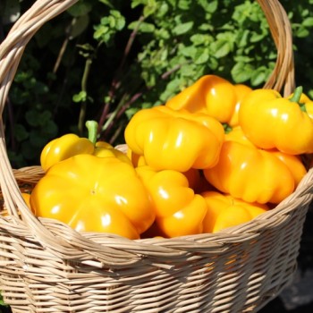 Paprika Paradiscum Alaku Sarga Szentes (Samen)