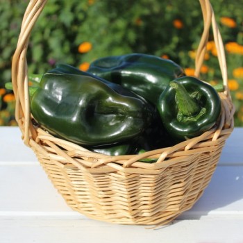 Neu! Paprika Permagreen (Samen)