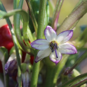 Neu! Paprika Perola Aurora (panaschierter Zwergpaprika) (Samen)