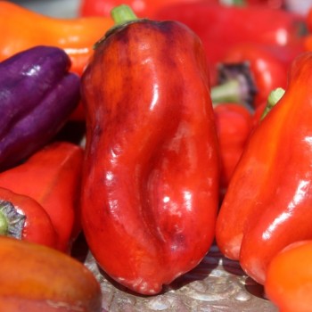 Neu! Paprika Perola Aurora (panaschierter Zwergpaprika) (Samen)