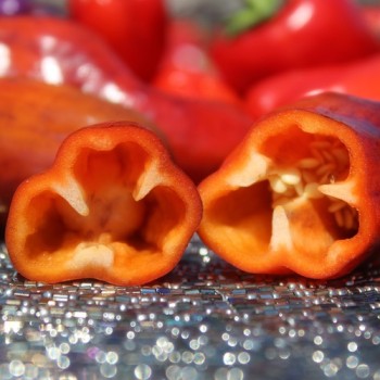 Neu! Paprika Perola Aurora (panaschierter Zwergpaprika) (Samen)
