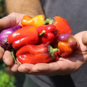 Neu! Paprika Perola Aurora (panaschierter Zwergpaprika) (Samen)