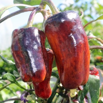 Neu! Paprika Perola Aurora (panaschierter Zwergpaprika) (Samen)