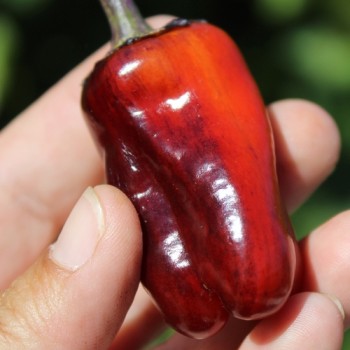 Neu! Paprika Perola Aurora (panaschierter Zwergpaprika) (Samen)