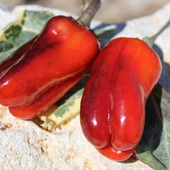 Neu! Paprika Perola Aurora (panaschierter Zwergpaprika) (Samen)