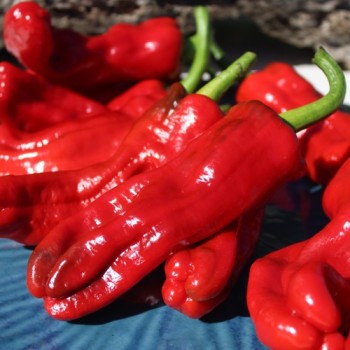 Paprika Pimiento Christal (Samen)