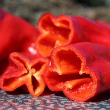 Paprika Pimiento Christal (Samen)