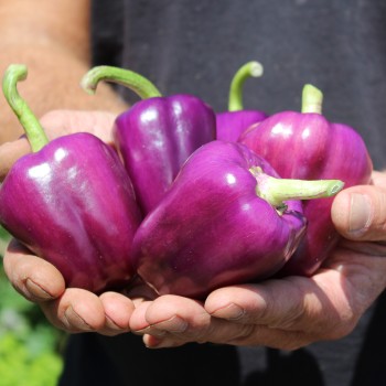 Paprika Purple Miniblock (Samen)