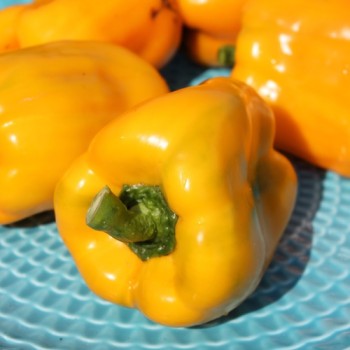 - Kopie - Kopie - Kopie - Kopie