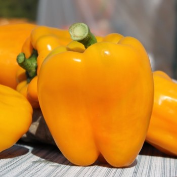 - Kopie - Kopie - Kopie - Kopie