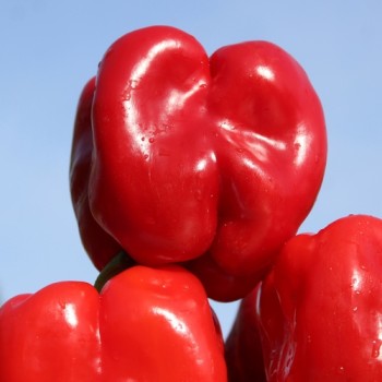 Paprika Quadrato d’Asti Rosso (Samen)