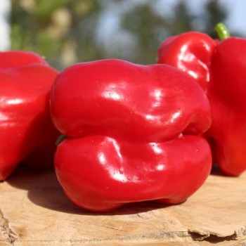 Paprika Quadrato d’Asti Rosso (Samen)
