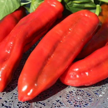 Paprika Ramiro Red (Samen)