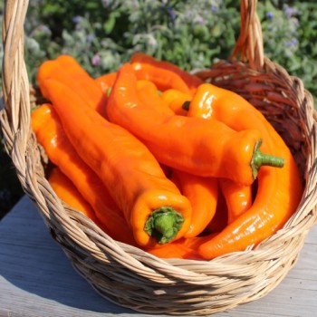 Neu! Paprika Ramiro Orange (Samen)