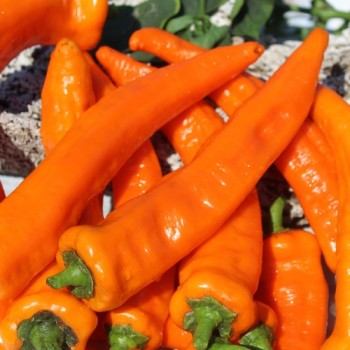 Neu! Paprika Ramiro Orange (Samen)