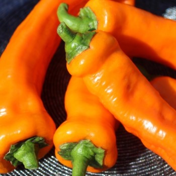 Neu! Paprika Ramiro Orange (Samen)