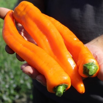 Neu! Paprika Ramiro Orange (Samen)