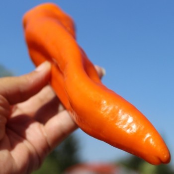 Neu! Paprika Ramiro Orange (Samen)